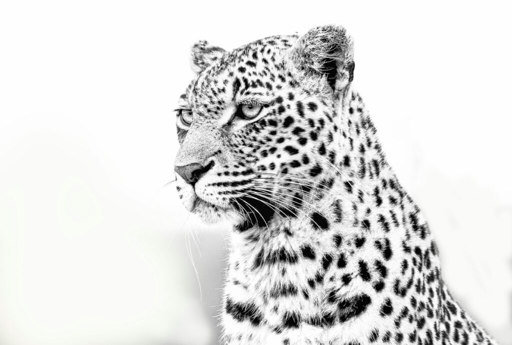 Striking black and white close-up of a leopard showcasing its detailed fur and intense gaze.