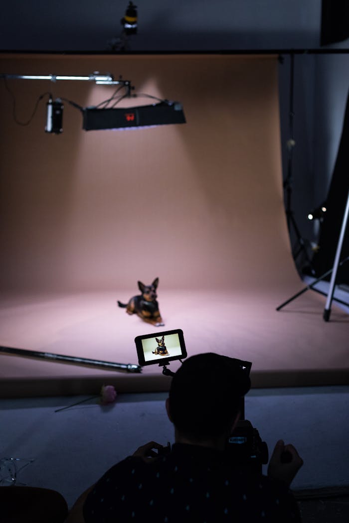 A professional studio setup capturing a dog during a photo session.